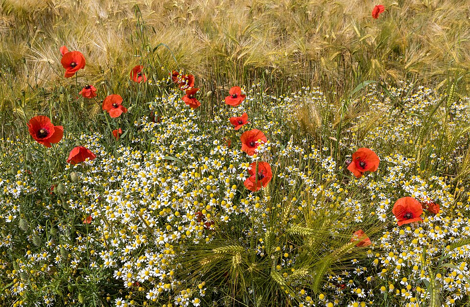 chamomile flowers