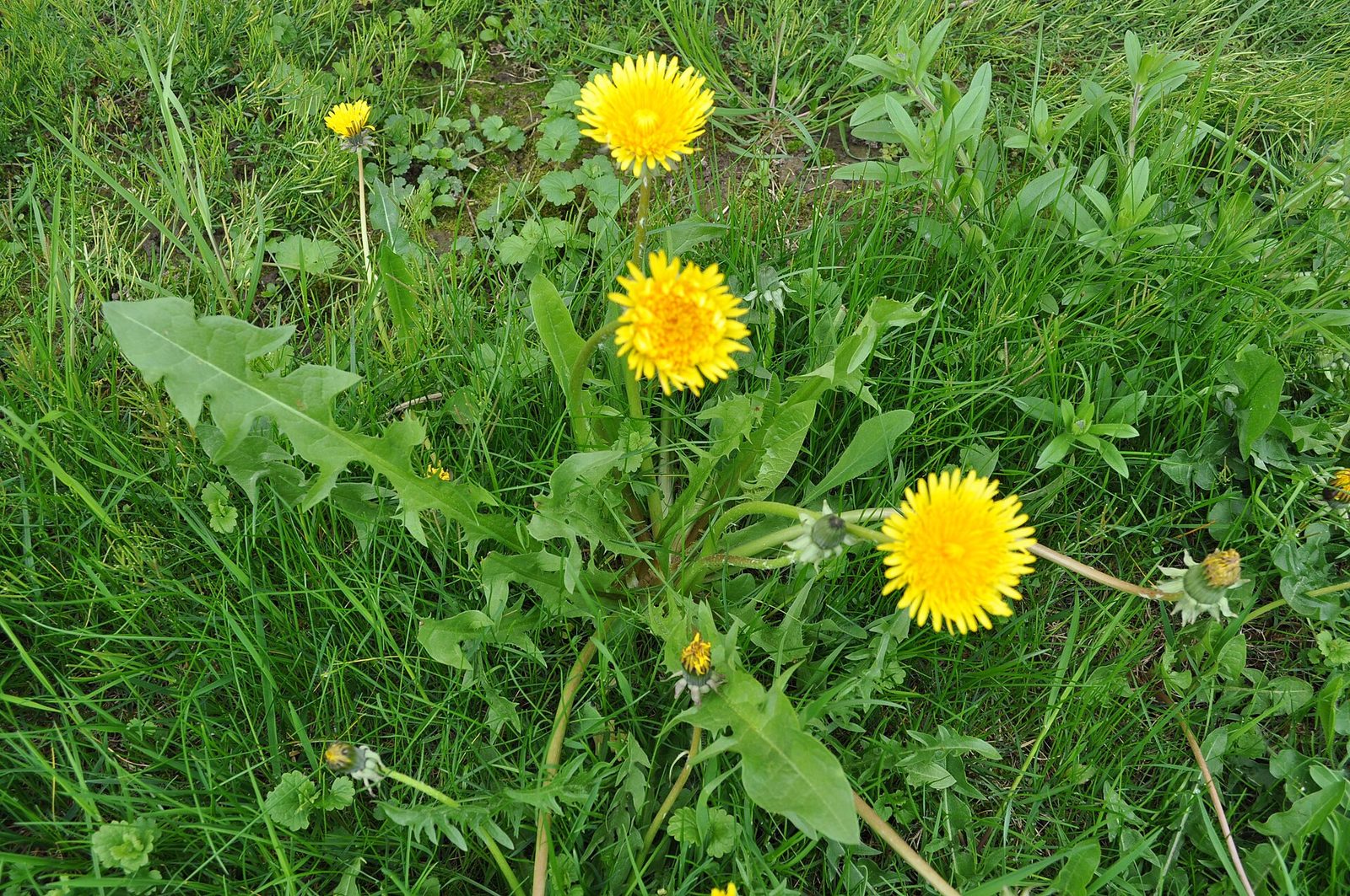 dandelion leaf