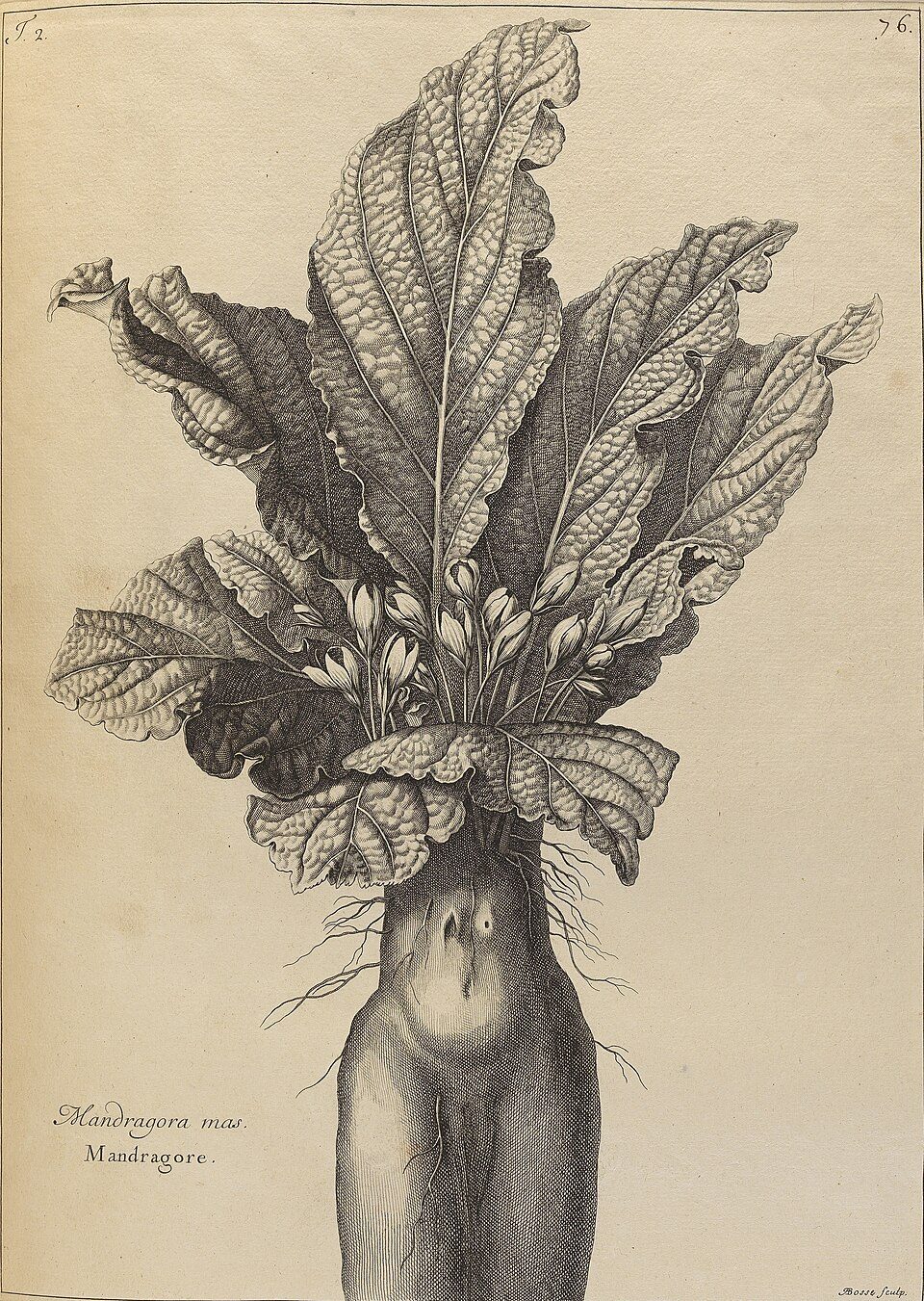 mandrake