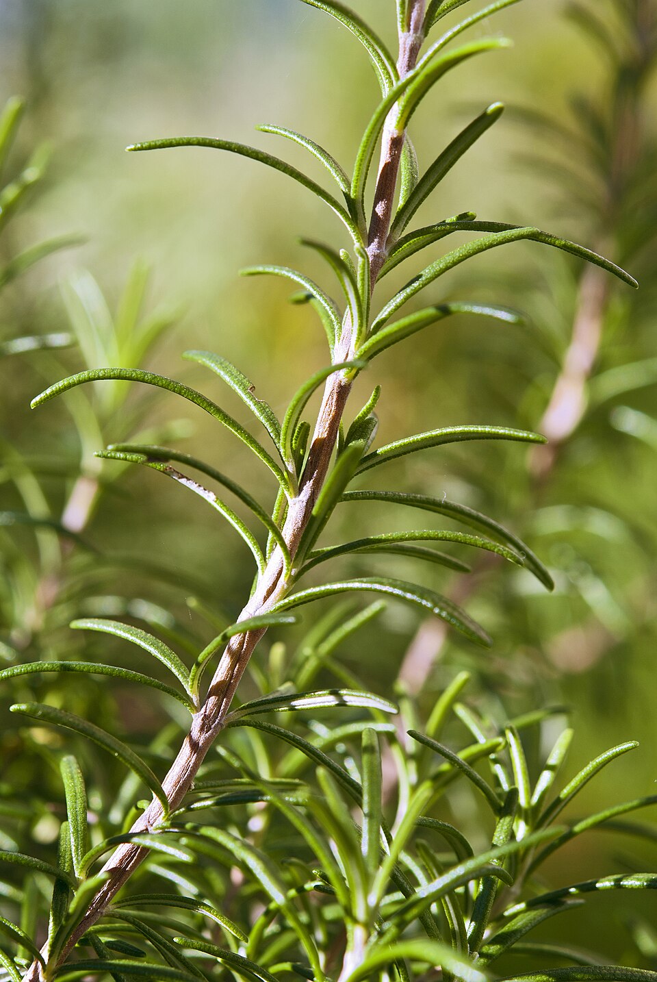 rosemary leaf