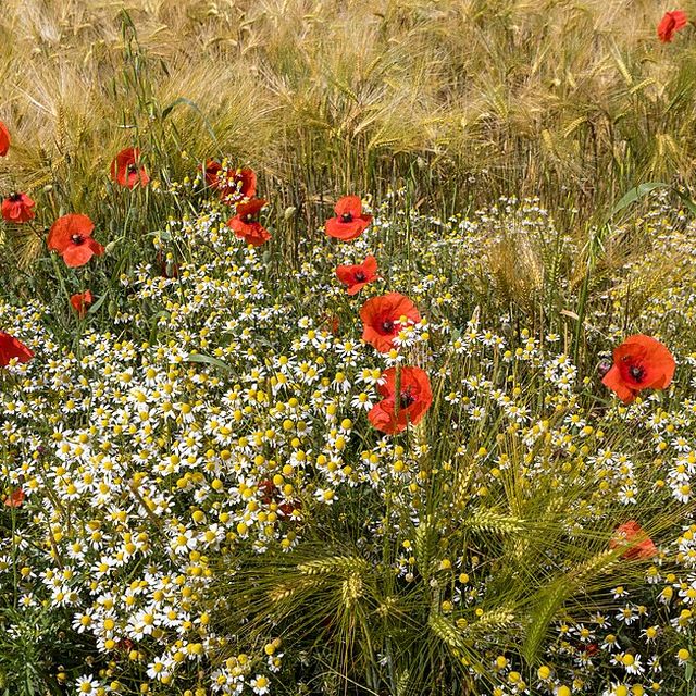 Chamomile flowers