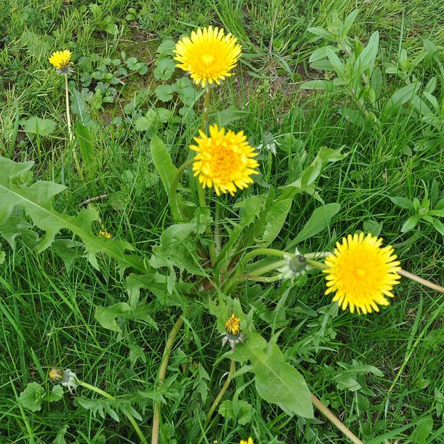 Dandelion leaves