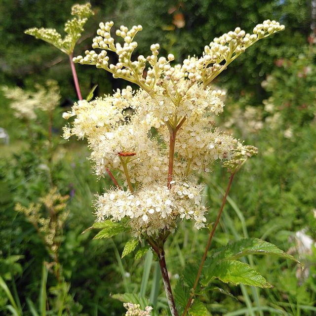 Meadowsweet in bloom