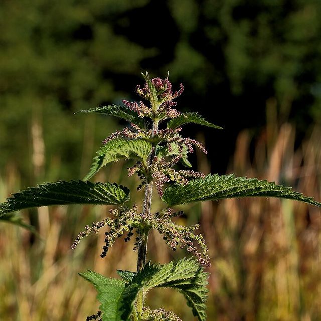 Nettle growing in flower