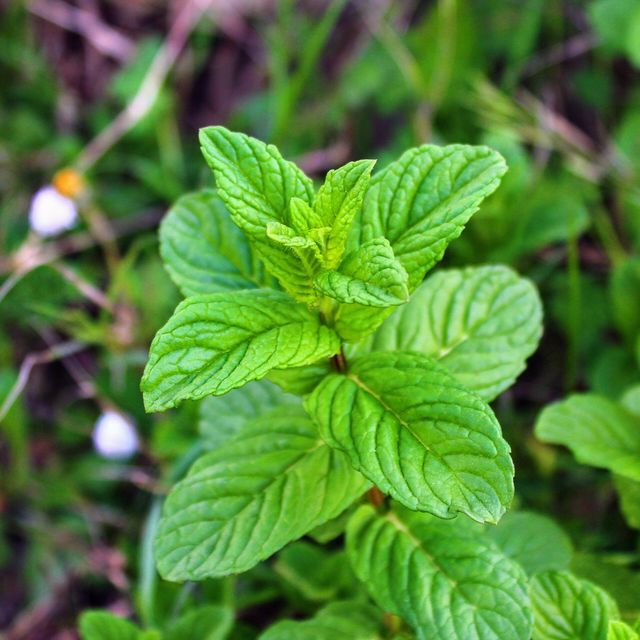 Fresh peppermint with dark red stems
