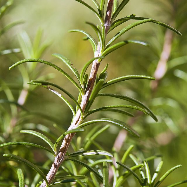 Rosemary sprigs
